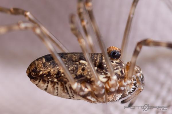 Harvestmen (Storögonlocke)