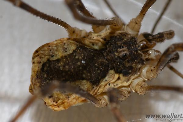 Saddleback Harvestman (Hedlocke)