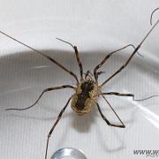 Saddleback Harvestman (Hedlocke)