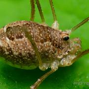 Spring Harvestman (Tidiglocke)