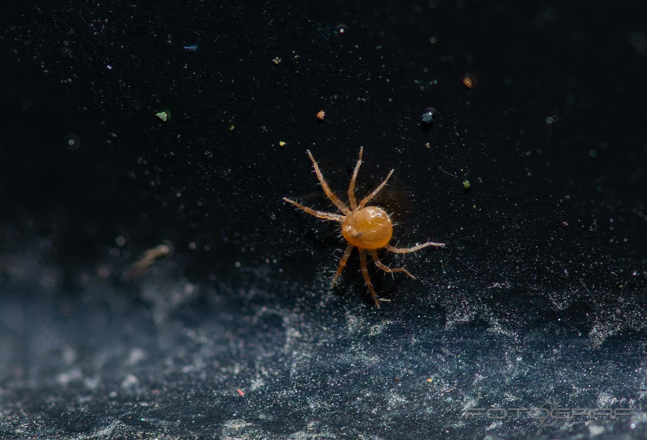 Whirligig mite (Kvalster)