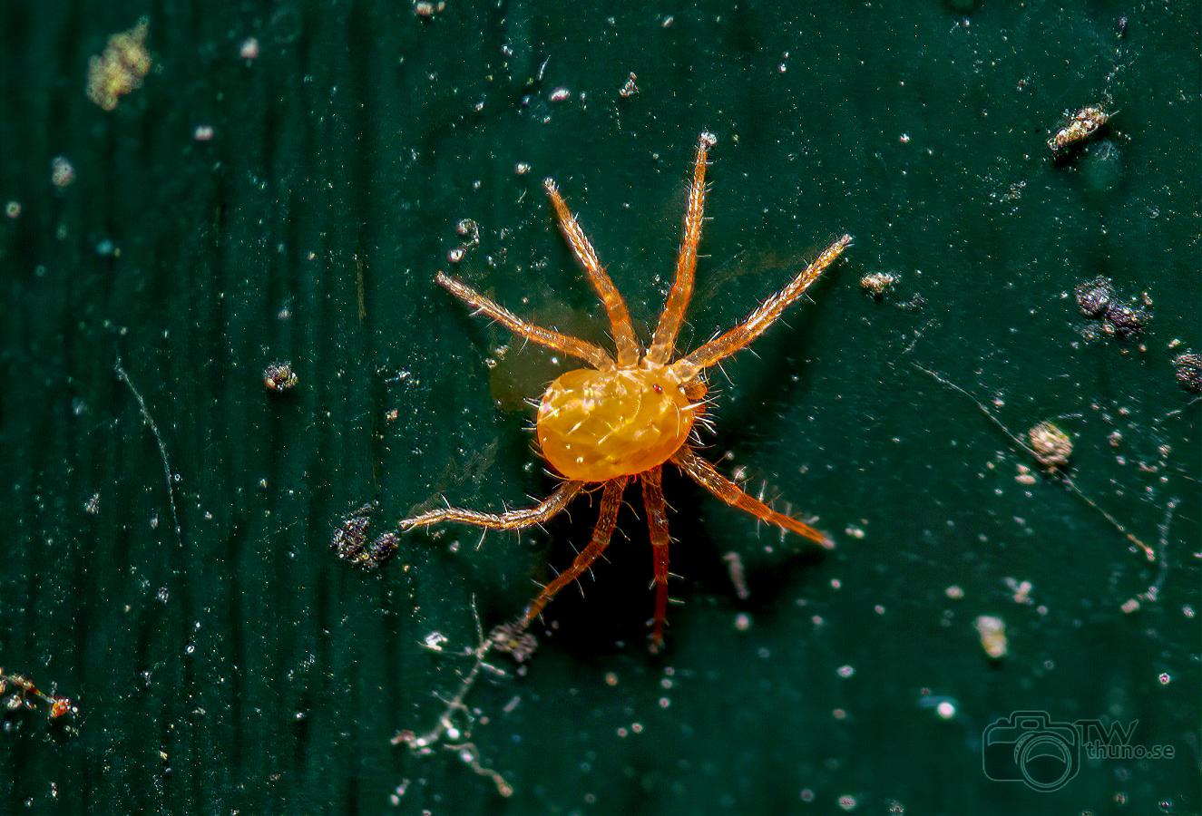 Whirligig mite (Kvalster)