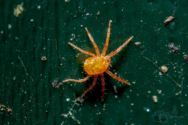 Whirligig mite (Kvalster)