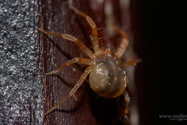 Whirligig mites (Kvalster)