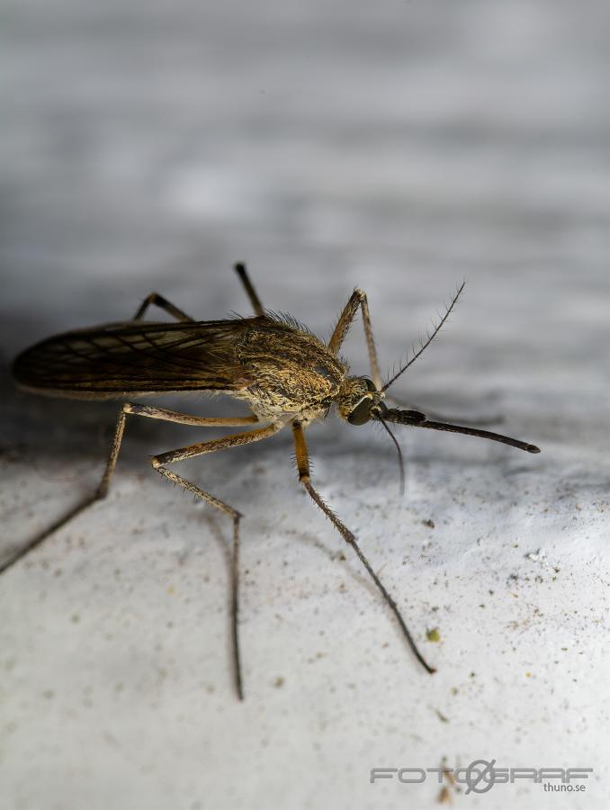 A summer forest mosquito (Sommarskogsmygga) Aedes cantans