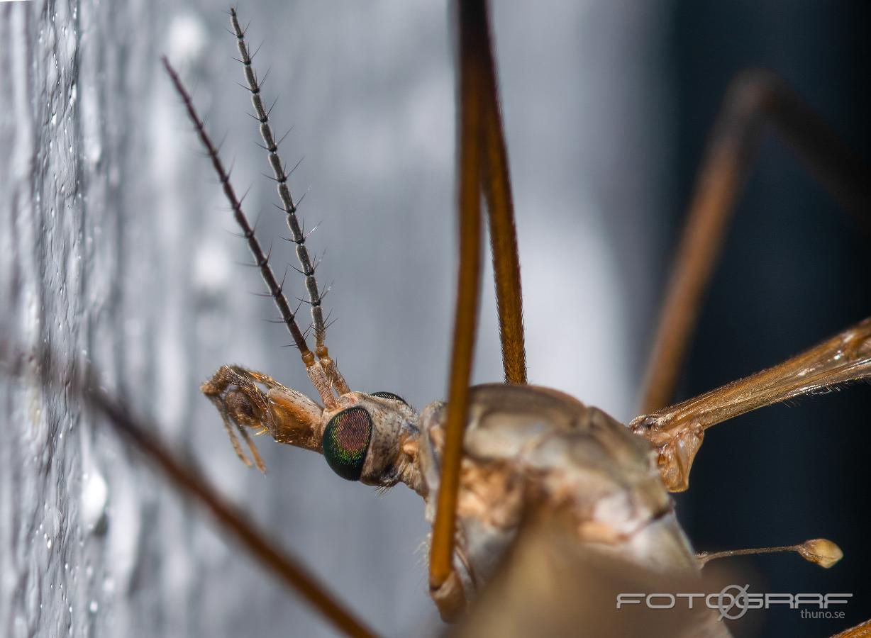 Crane fly (Harkrank) Tipuloidea