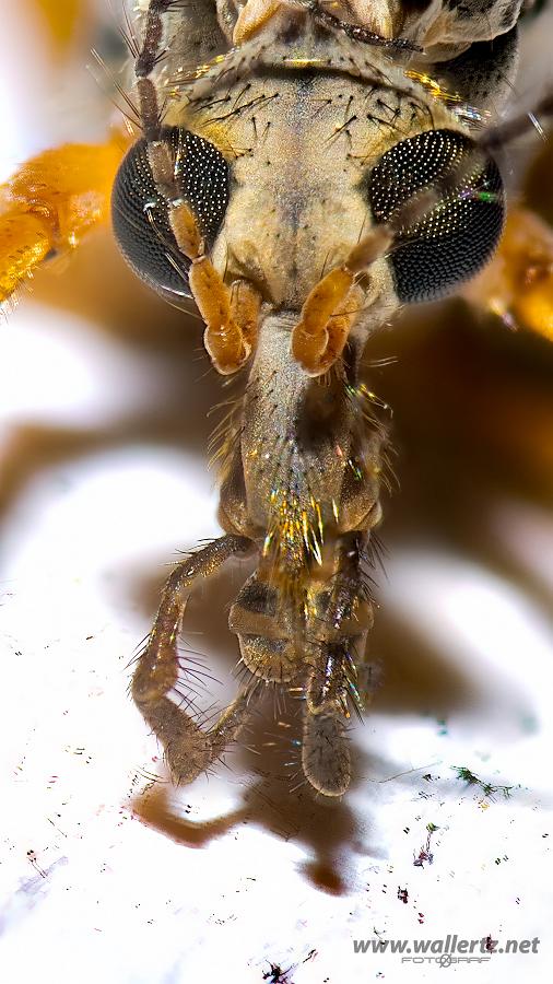 Crane fly head (Harkrank huvud) 