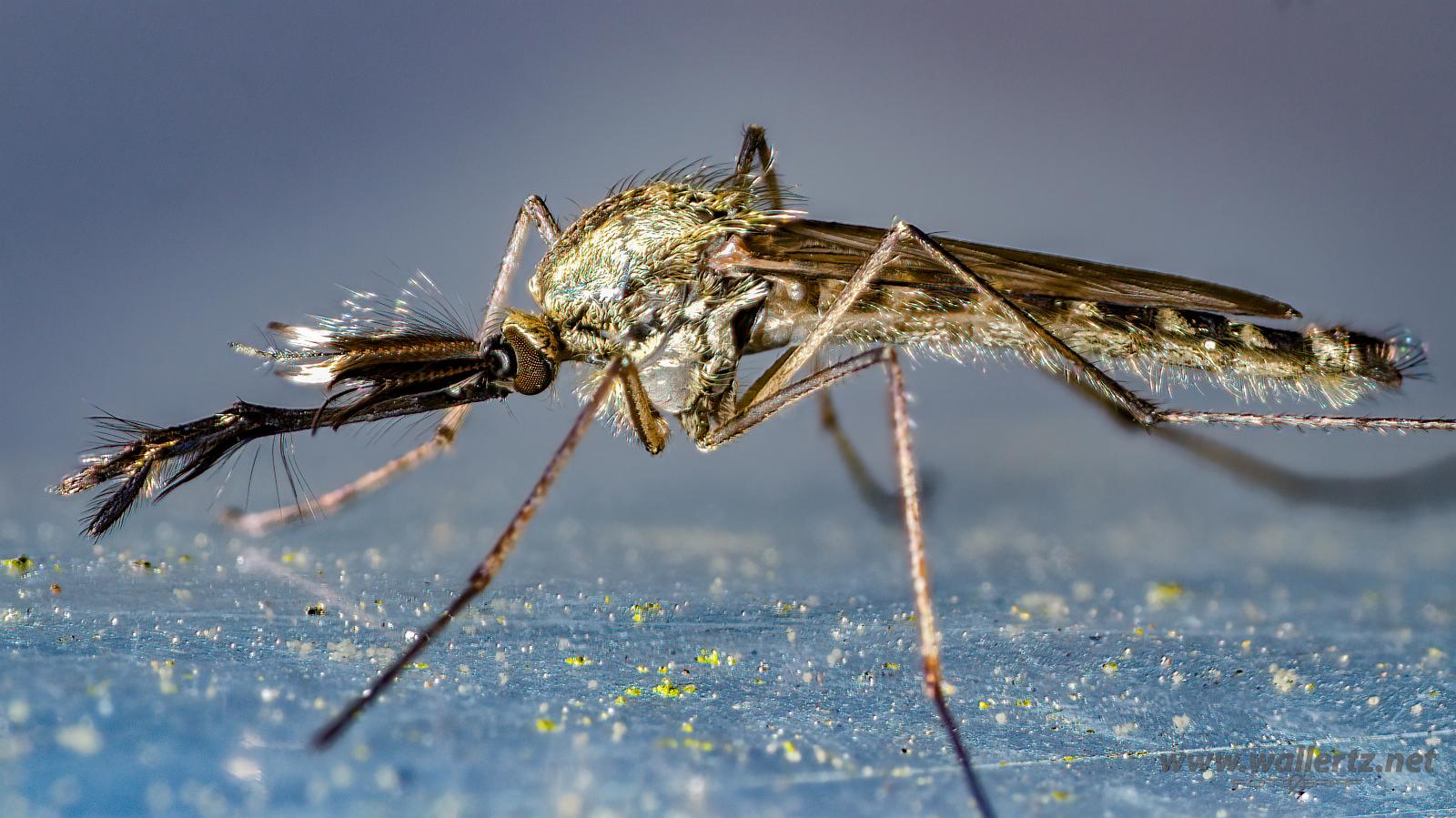 Common European mosquito Vitsidig tömygga?) Aedes cantans