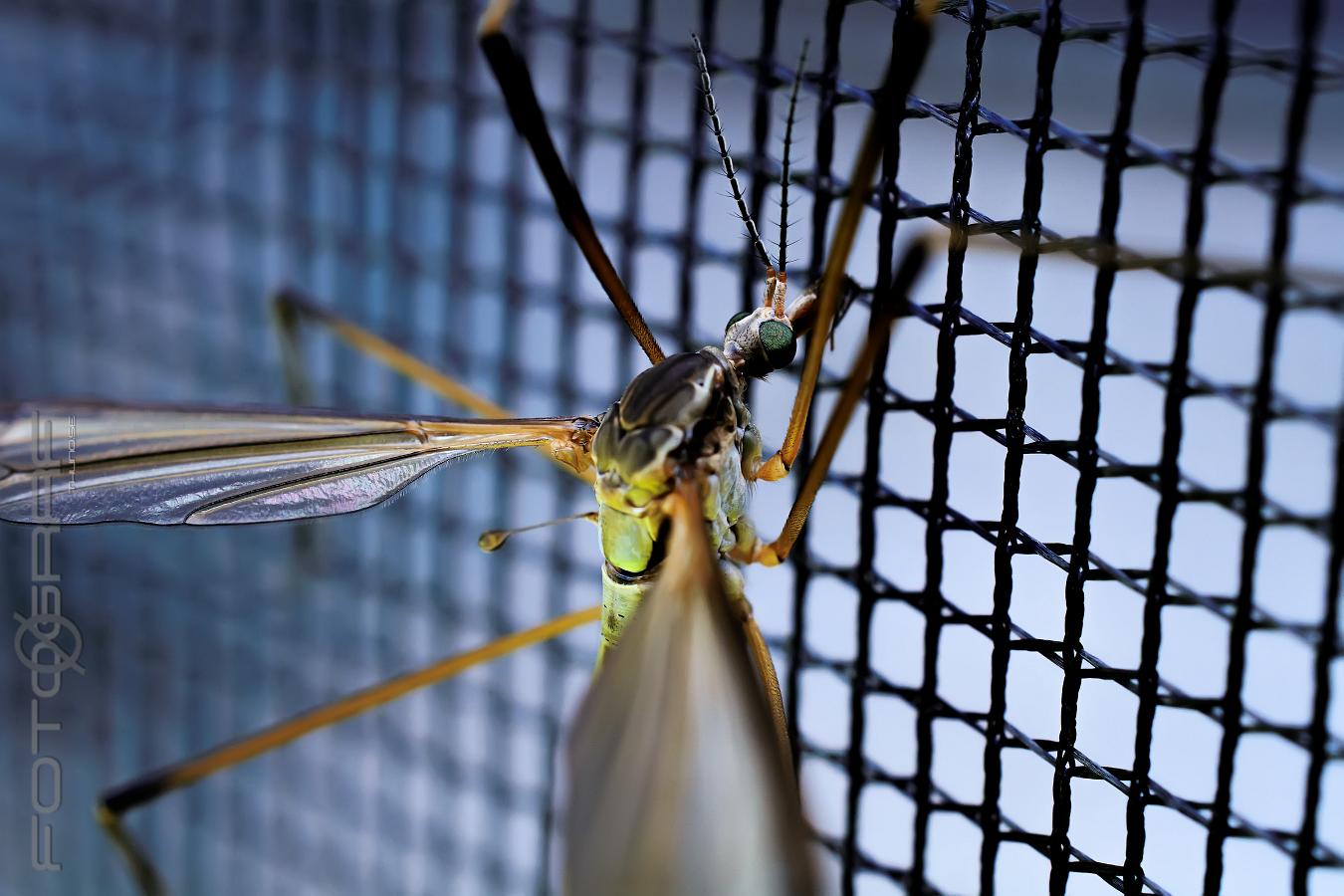 Crane fly (Harkrank) Tipuloidea