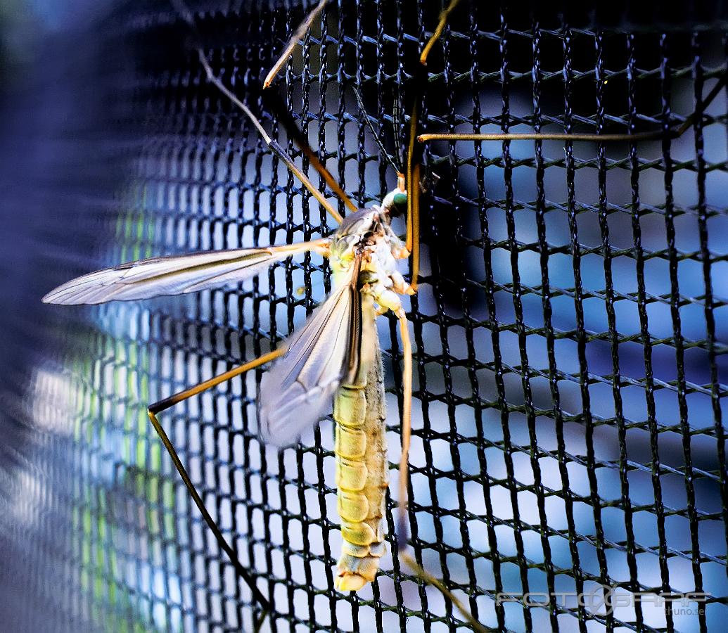 Crane fly (Harkrank) Tipuloidea