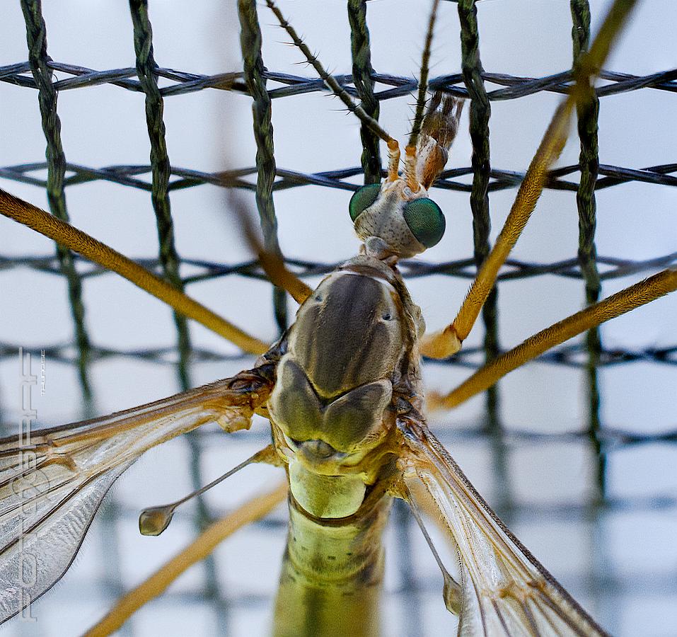 Crane fly (Harkrank) Tipuloidea