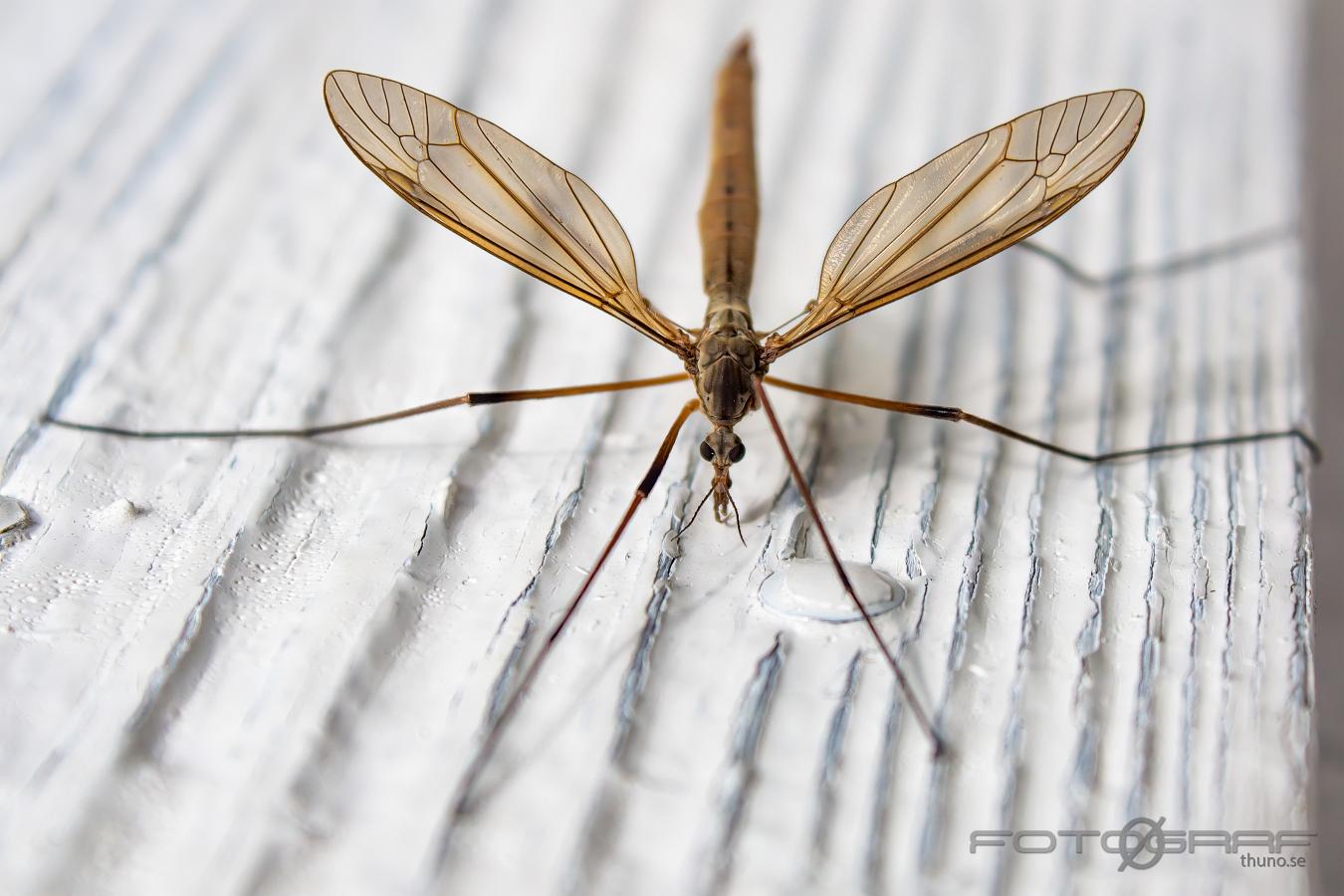 Crane fly (Harkrank) Tipuloidea