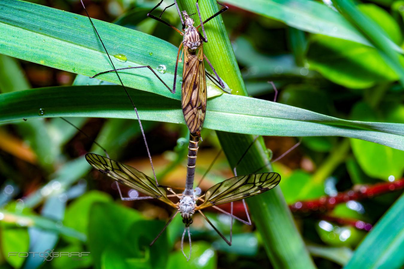 Crane fly (Harkrank) Tipula varipennis