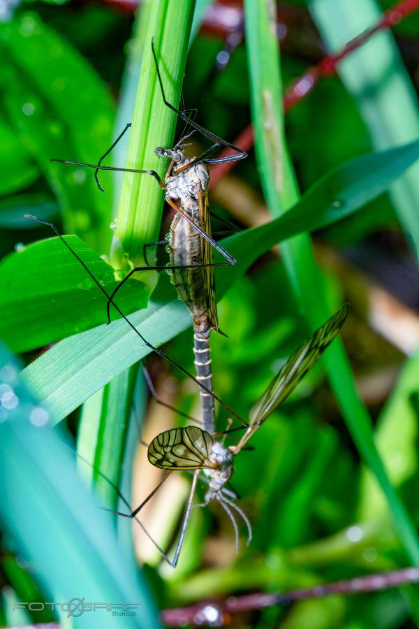 Crane fly (Harkrank) Tipula varipennis