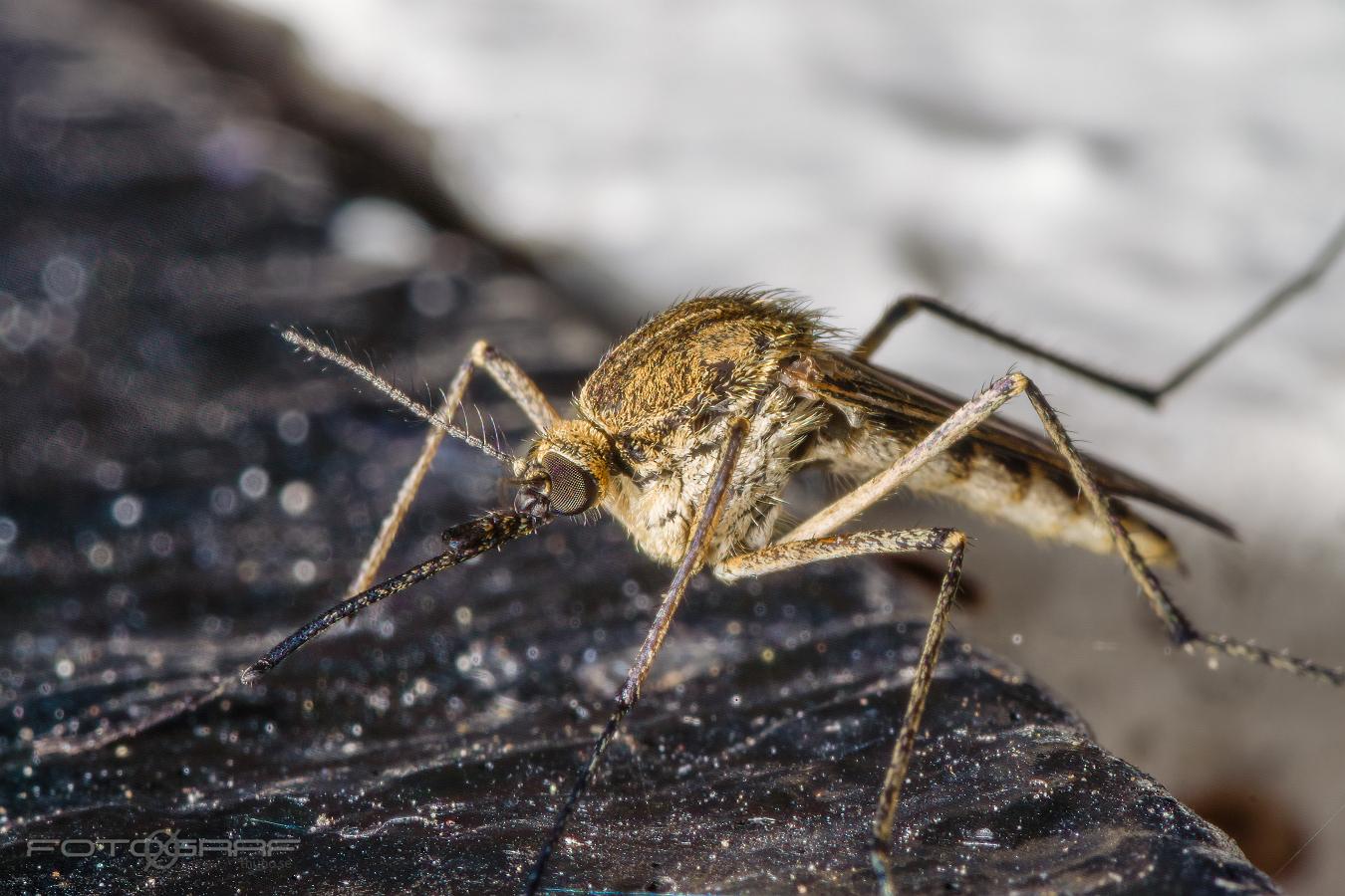 Mosquito (Vitsidig tömygga) Aedes rusticus