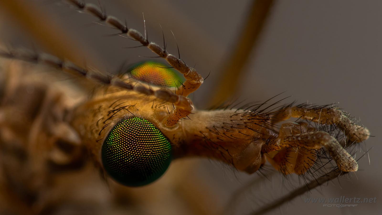 Crane fly head (Harkrank huvud) Tipuloidea