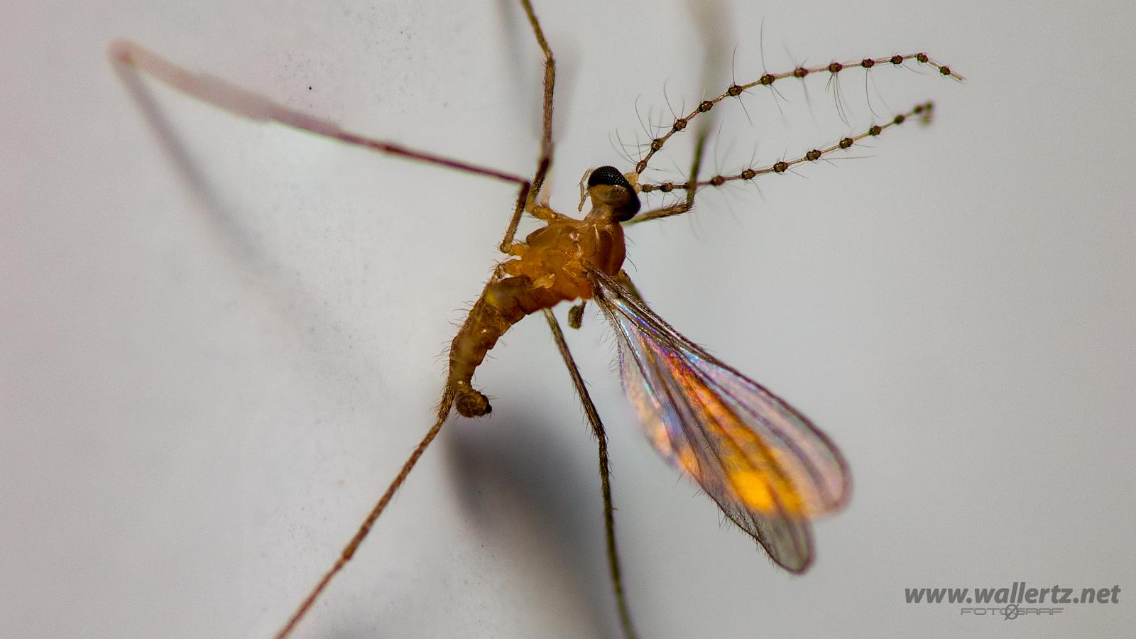 Gall midges or Gall gnats (Gallmygga) Cecidomyiidae