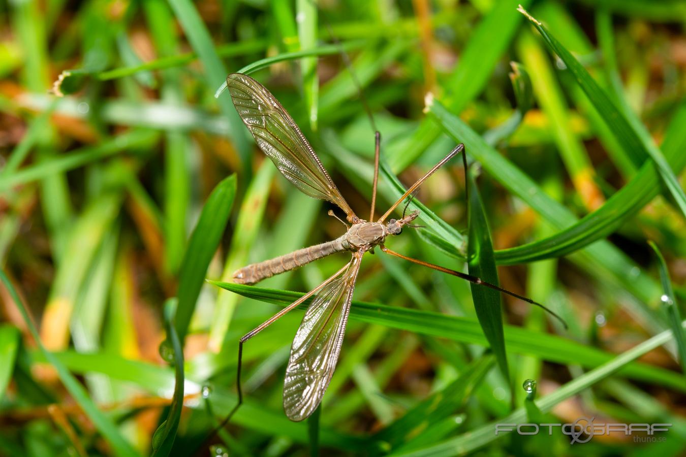 Crane fly (Harkrank) Tipuloidea