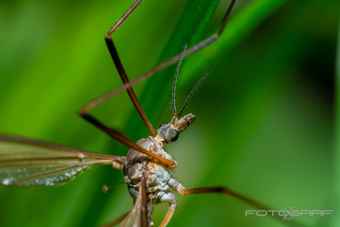 Crane fly (Harkrank) Tipuloidea