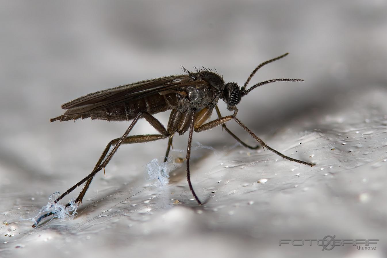 Fungus Gnat (Svampmygga ev Sorgmygga) Mycetophilidae