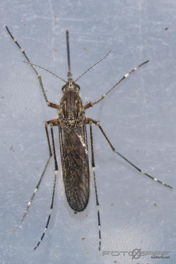 A summer forest mosquito (Sommarskogsmygga) Aedes cantans