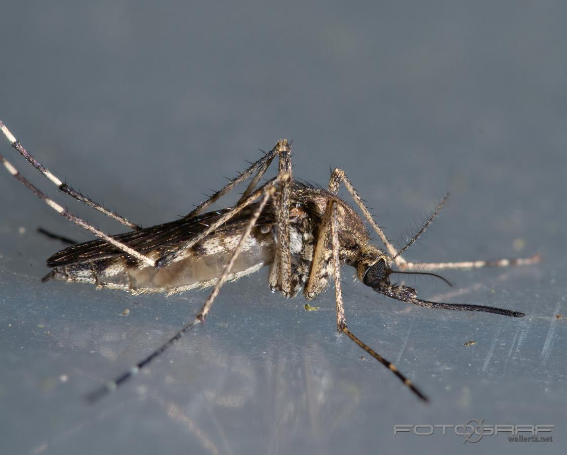 A summer forest mosquito (Sommarskogsmygga) Aedes cantans