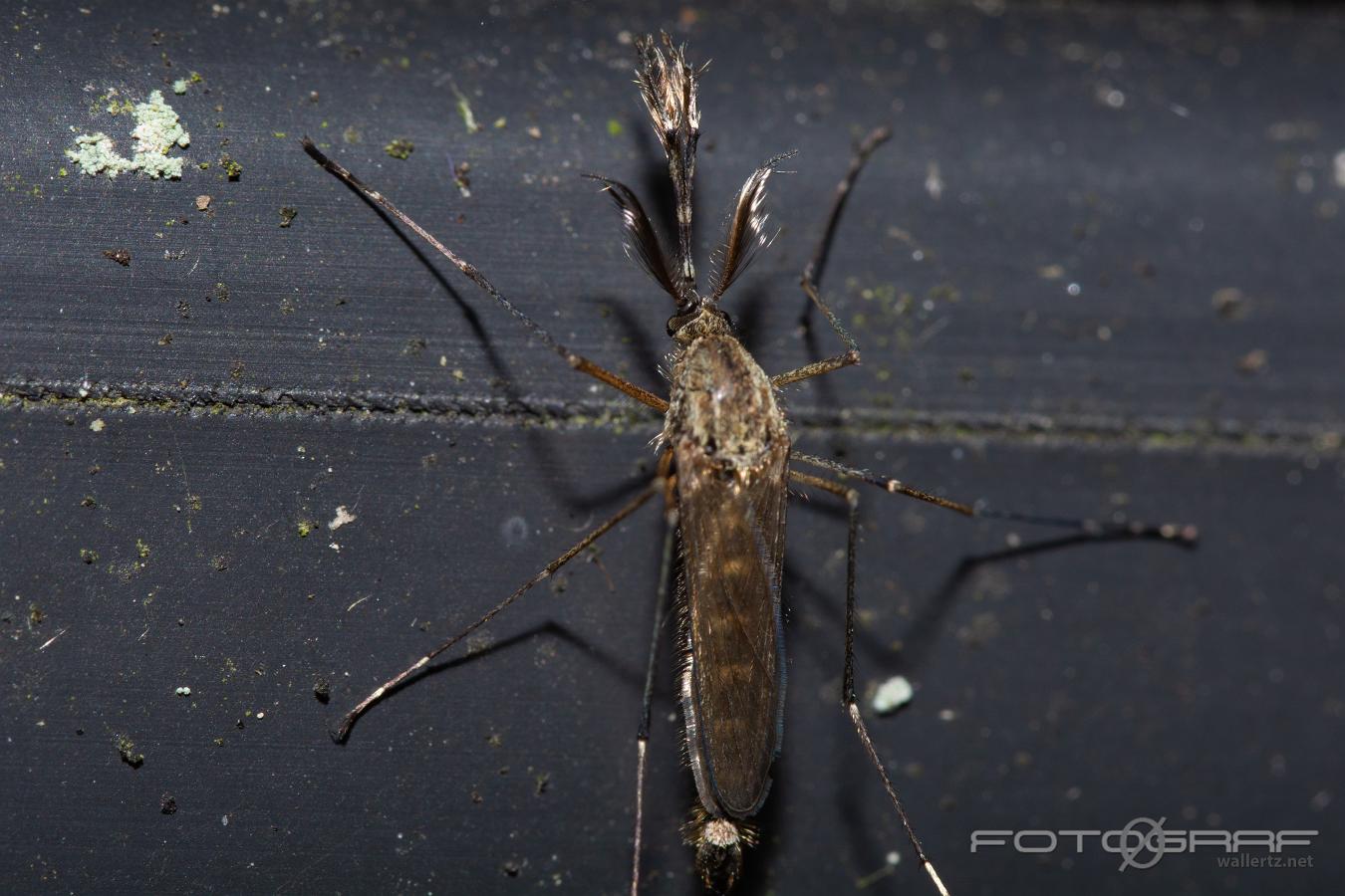 Common European mosquito Vitsidig tömygga?) Aedes rusticus?