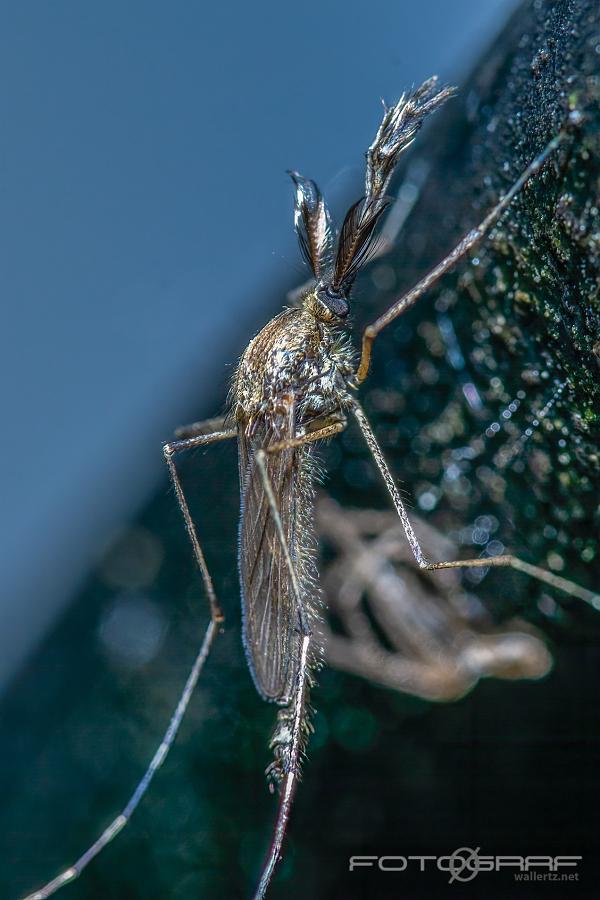 gulbrun skogsmygga/sommarskogsmygga Aedes annulipes/cantans