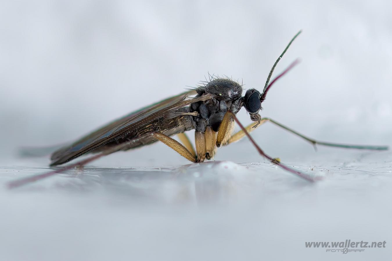 Fungus Gnat (Svampmygga) Mycetophilidae