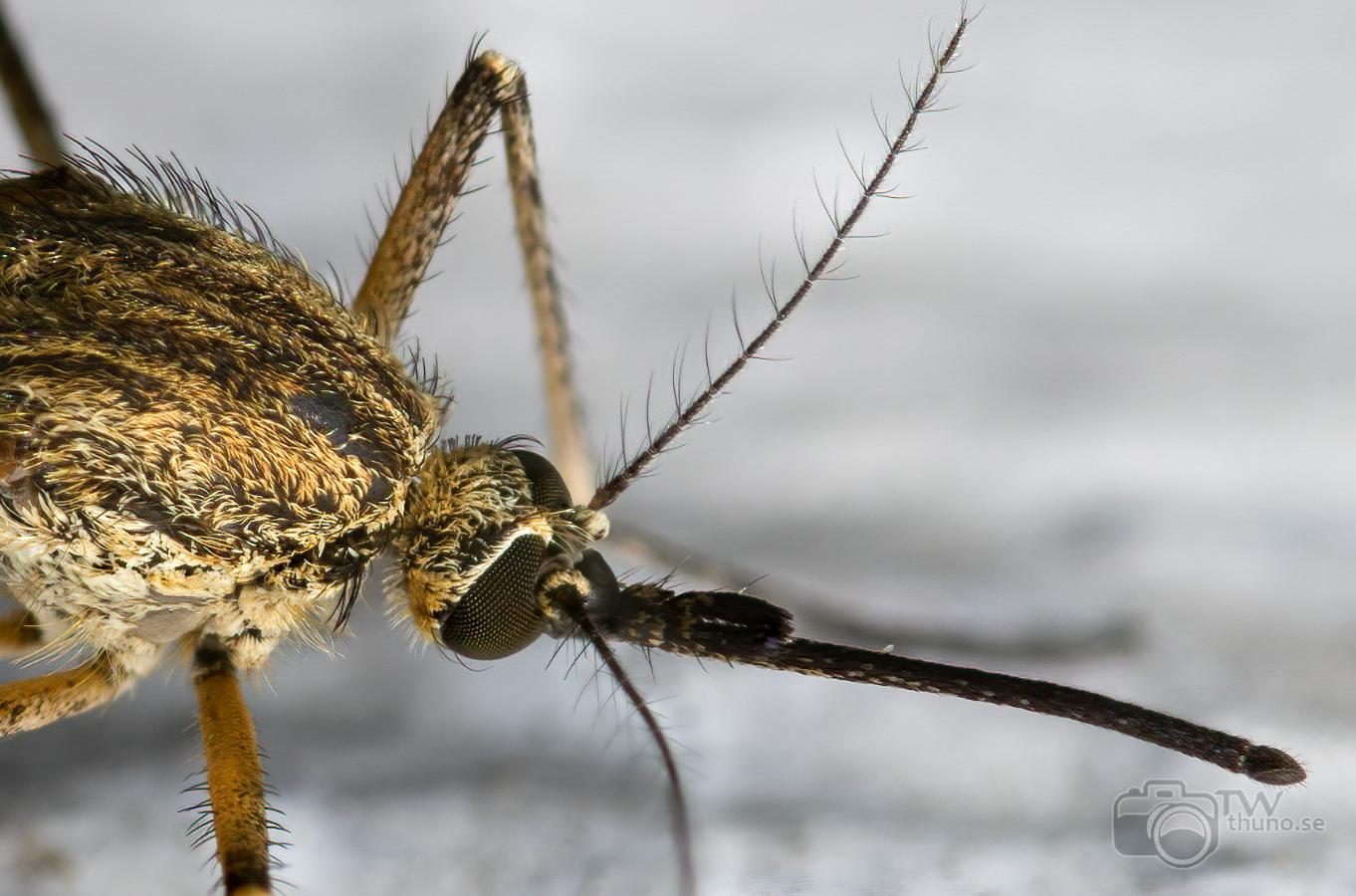 A summer forest mosquito (Sommarskogsmygga) Aedes cantans