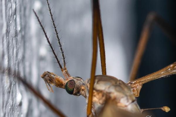 Crane fly (Harkrank)