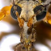 Crane fly head (Harkrank huvud)