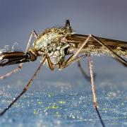 Common European mosquito Vitsidig tömygga?)