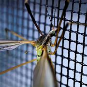 Crane fly (Harkrank)