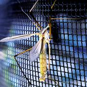 Crane fly (Harkrank)