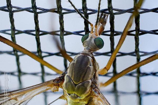 Crane fly (Harkrank)