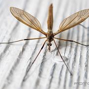 Crane fly (Harkrank)