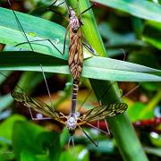 Crane fly (Harkrank)