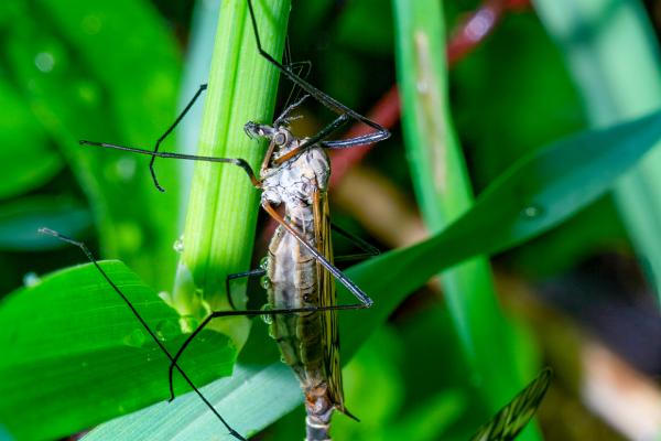 Crane fly (Harkrank)