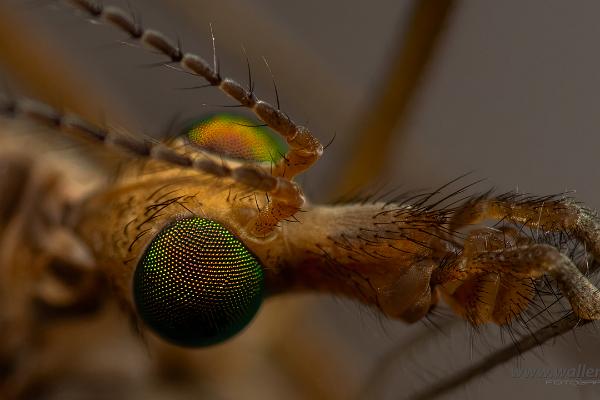 Crane fly head (Harkrank huvud)