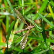 Crane fly (Harkrank)