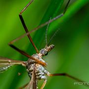 Crane fly (Harkrank)