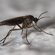 Fungus Gnat (Svampmygga ev Sorgmygga)