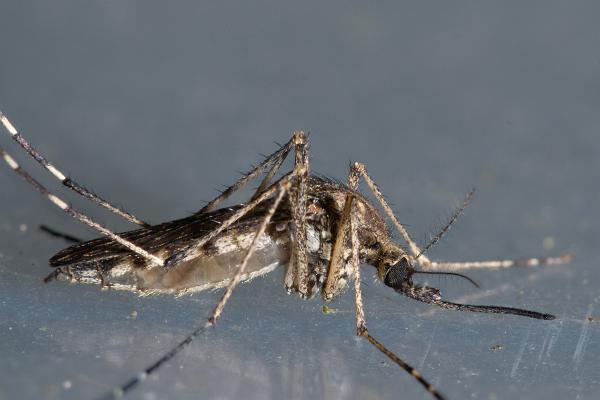 A summer forest mosquito (Sommarskogsmygga)