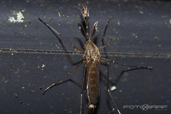 Common European mosquito Vitsidig tömygga?)