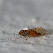 Jumping plant lice (Bladloppa)