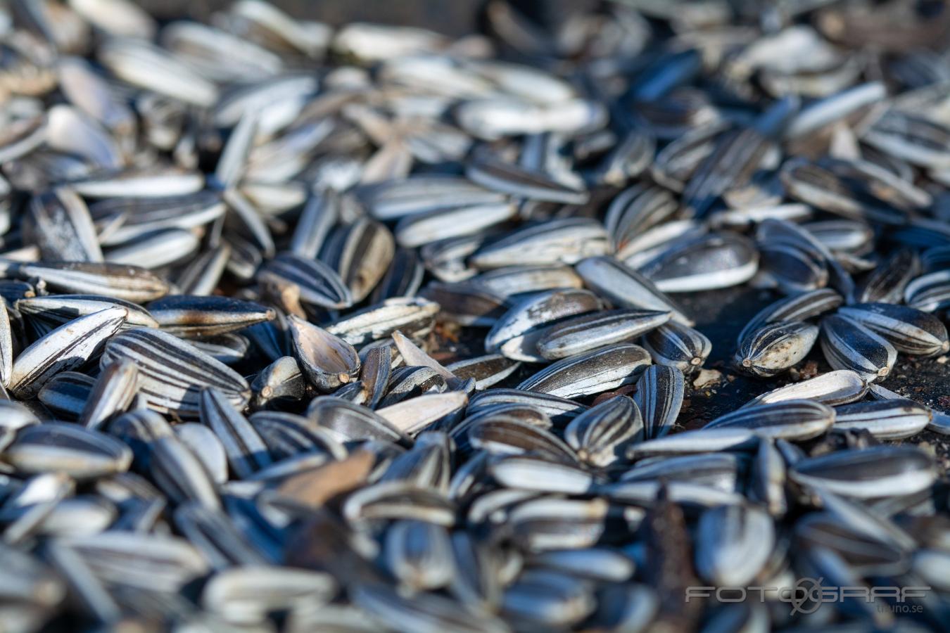 _TWZ9019 Sunflower seeds (Solrosfrön)