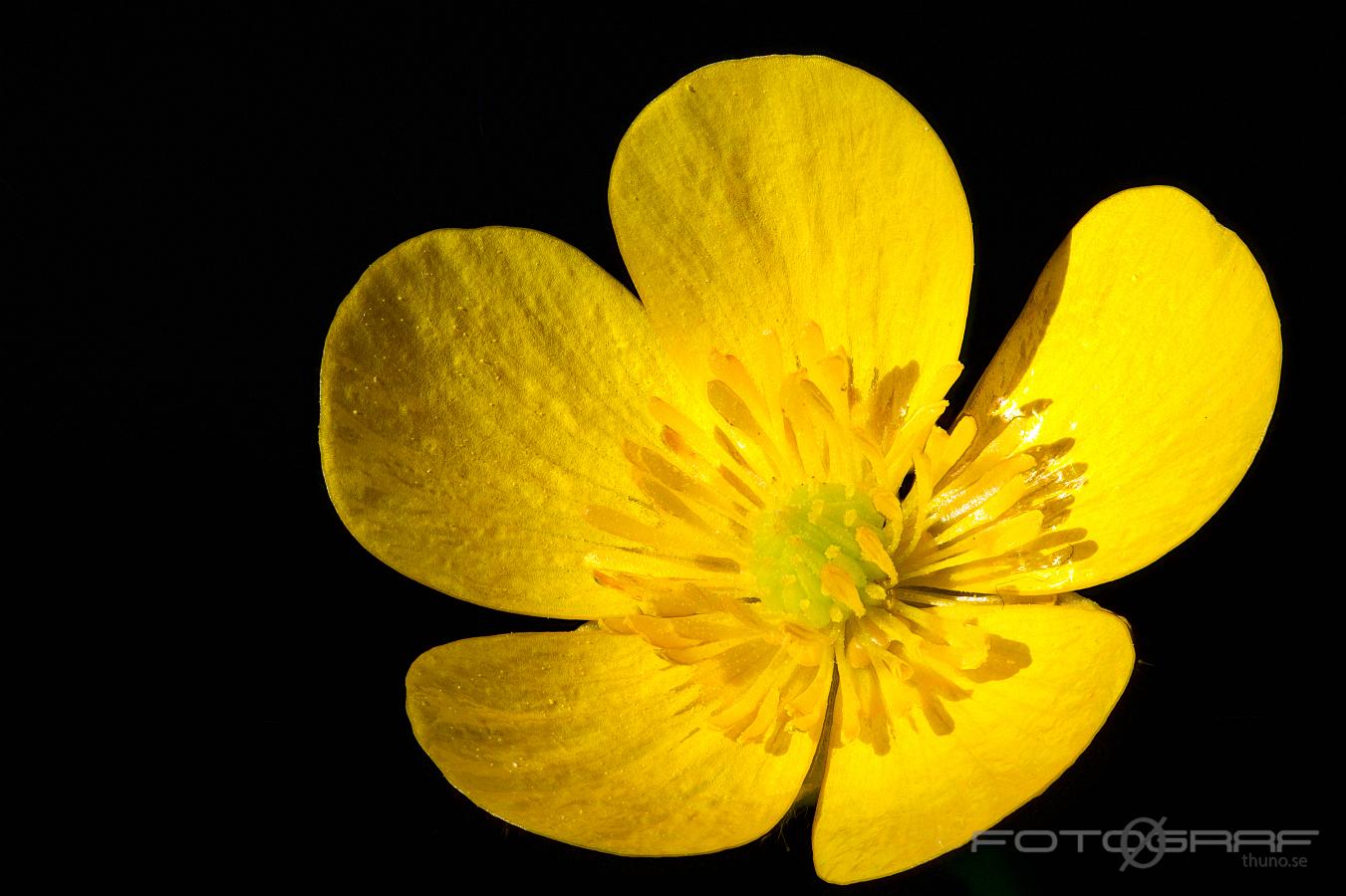 Tall buttercup (Smörblomma) Ranunculus acris