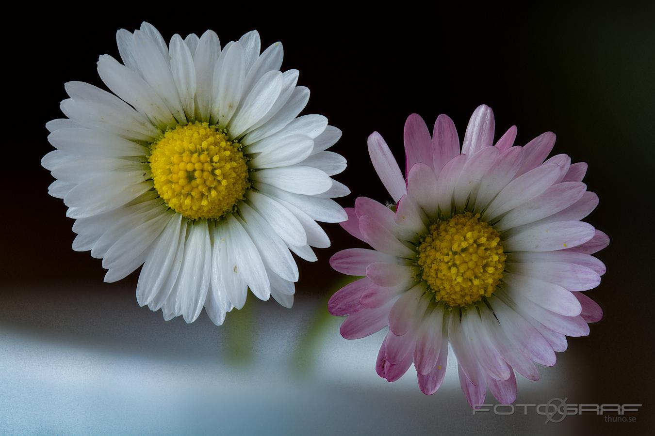 English daisy (Tusensköna eller bellis) Bellis perennis