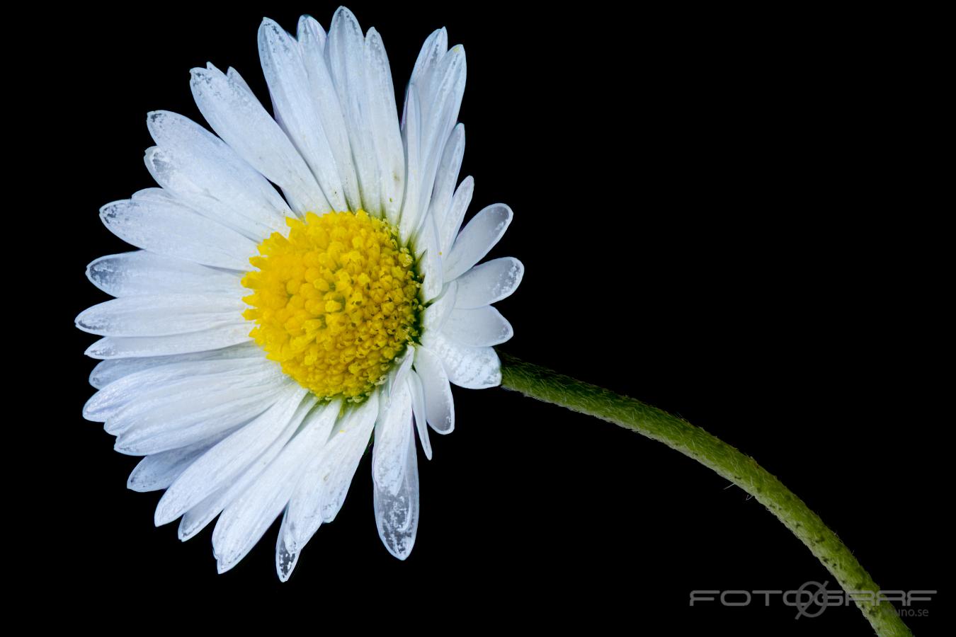 English daisy (Tusensköna eller bellis) Bellis perennis